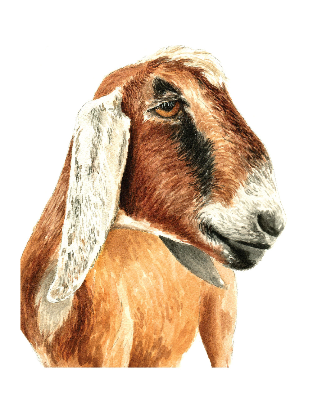 Goat | Fine Art Print