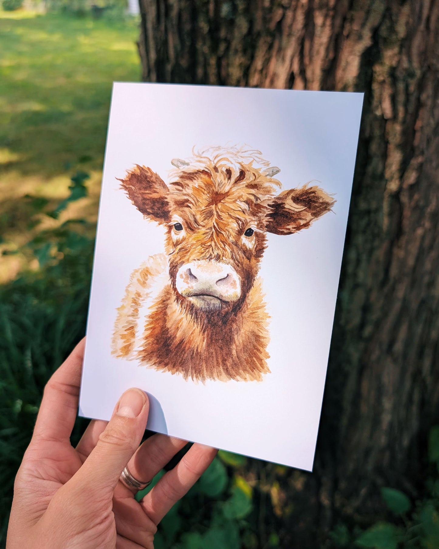 Highland Cow - Greeting Card - Kim Everhard Art