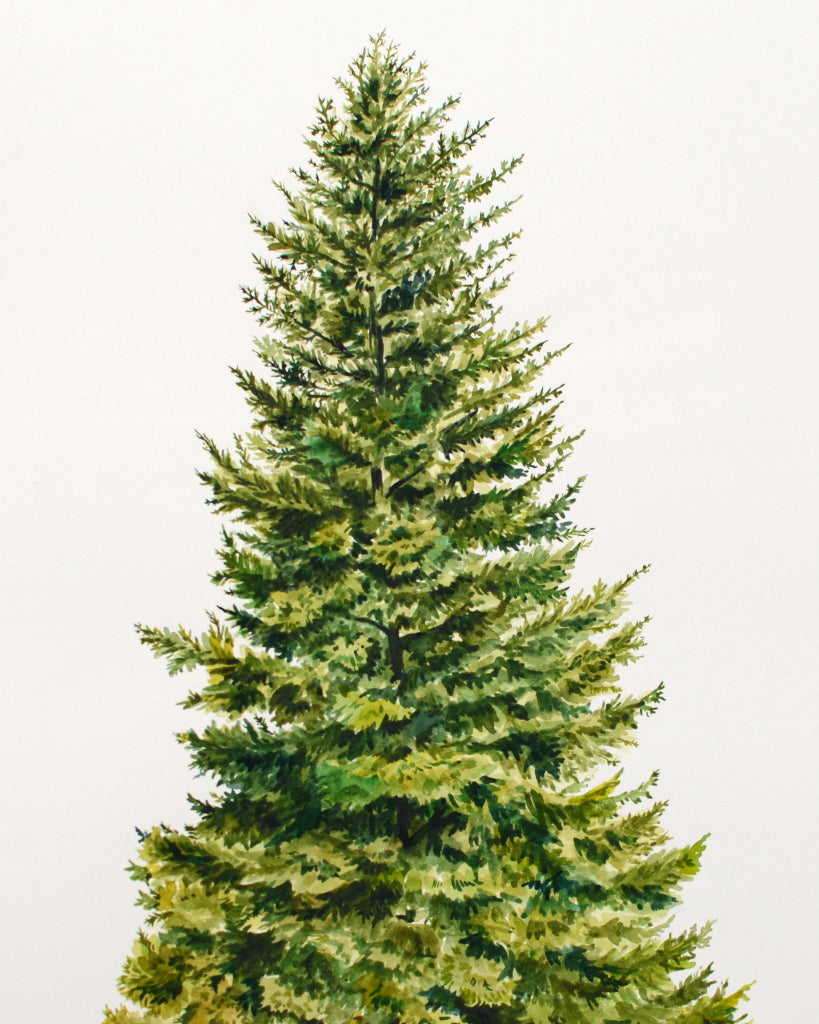 Balsam Tree - Original Painting - 12x18" - Kim Everhard Art