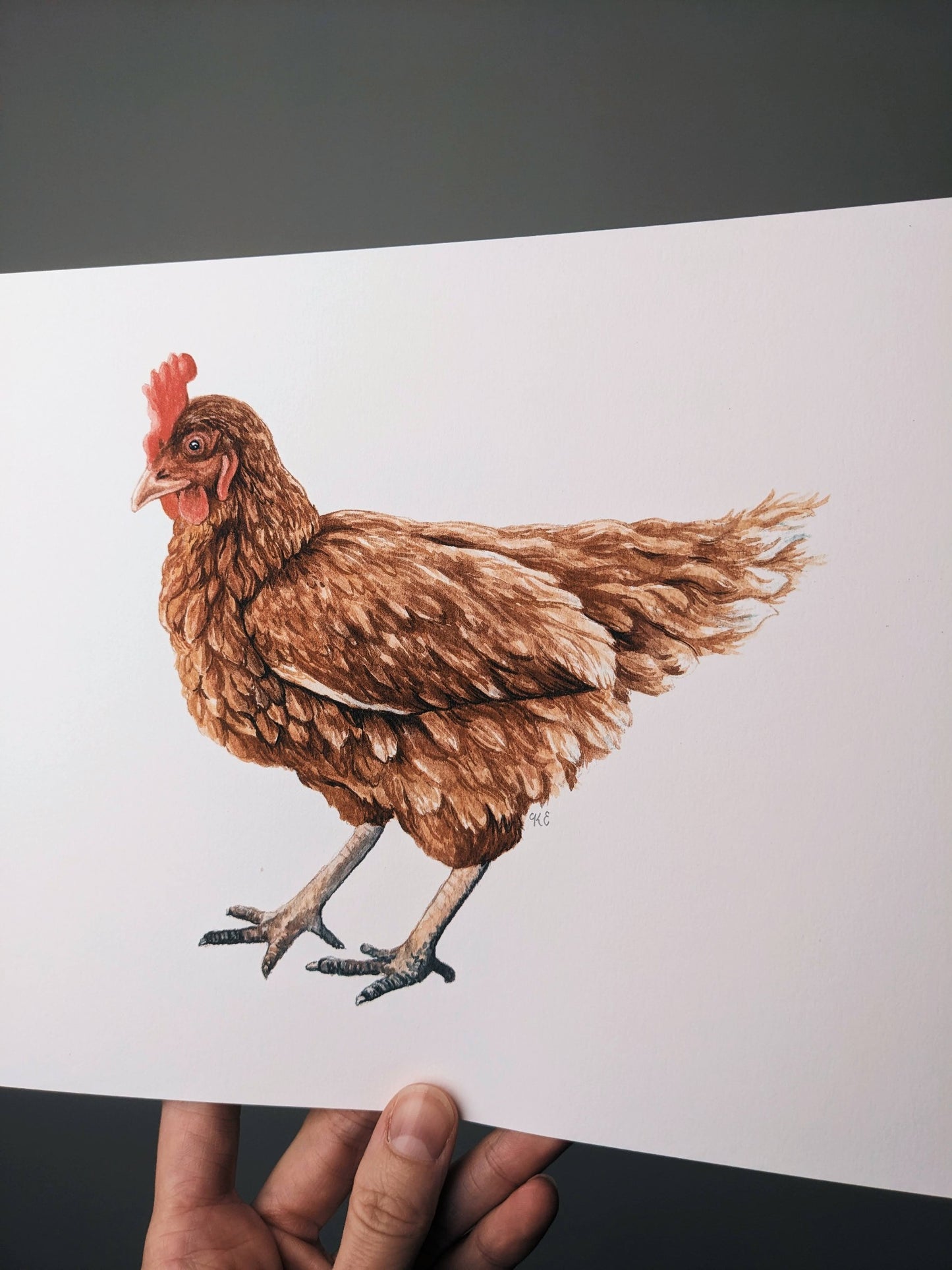 Chicken - Fine Art Print - Kim Everhard Art