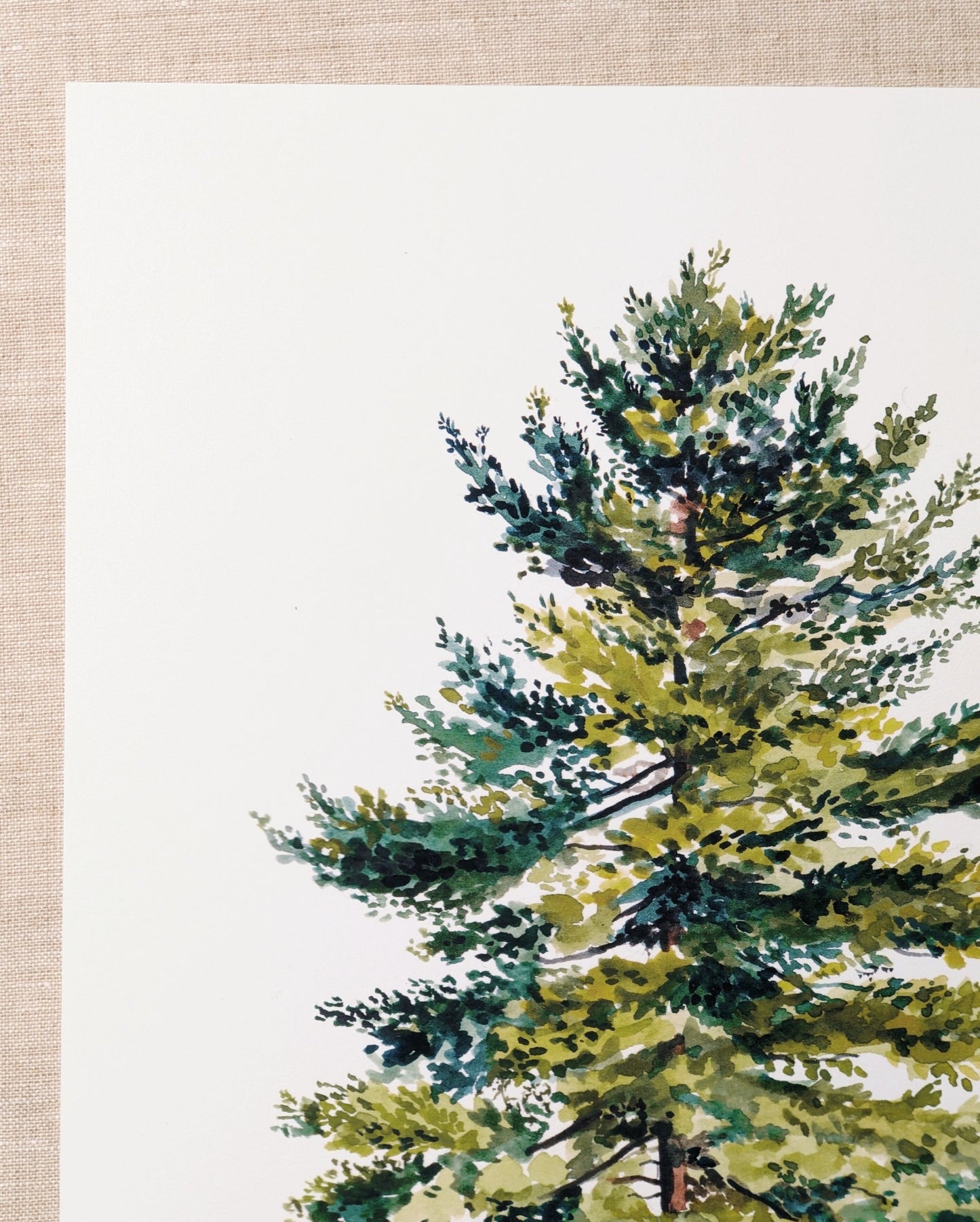 Spruce Tree - Art Print 8 x 10 - Kim Everhard Art