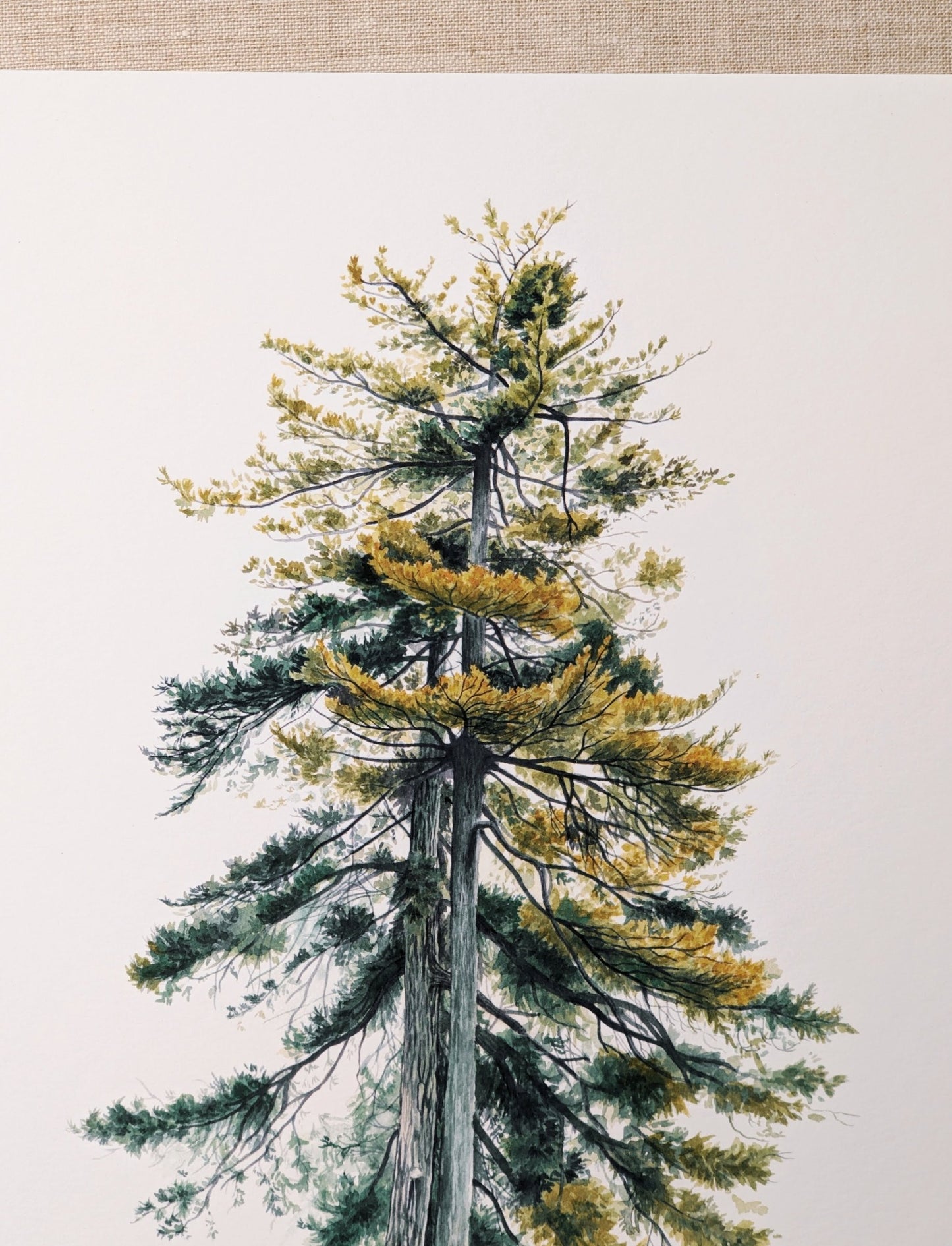 Pair of Pines - Fine Art Print - Kim Everhard Art
