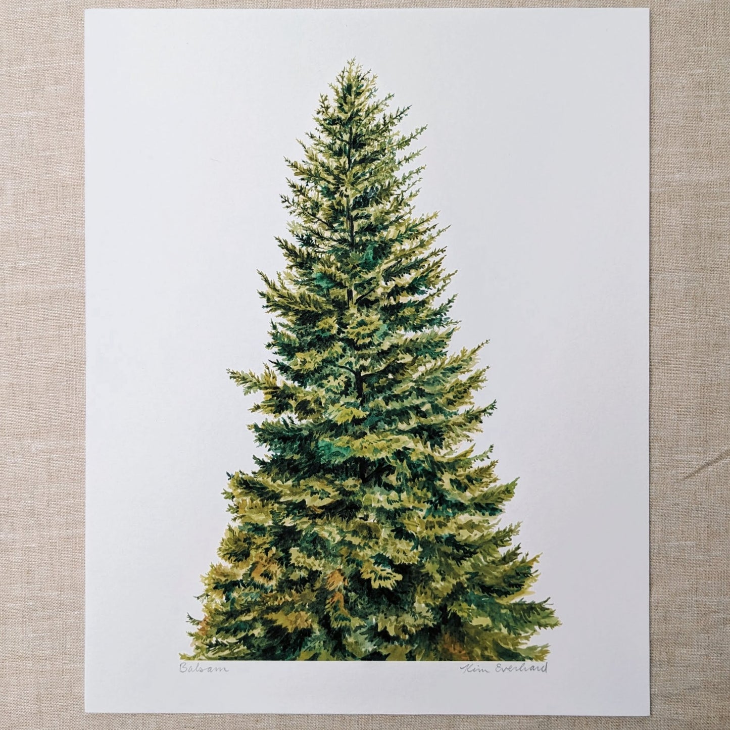Balsam Tree - Fine Art Print - Kim Everhard Art