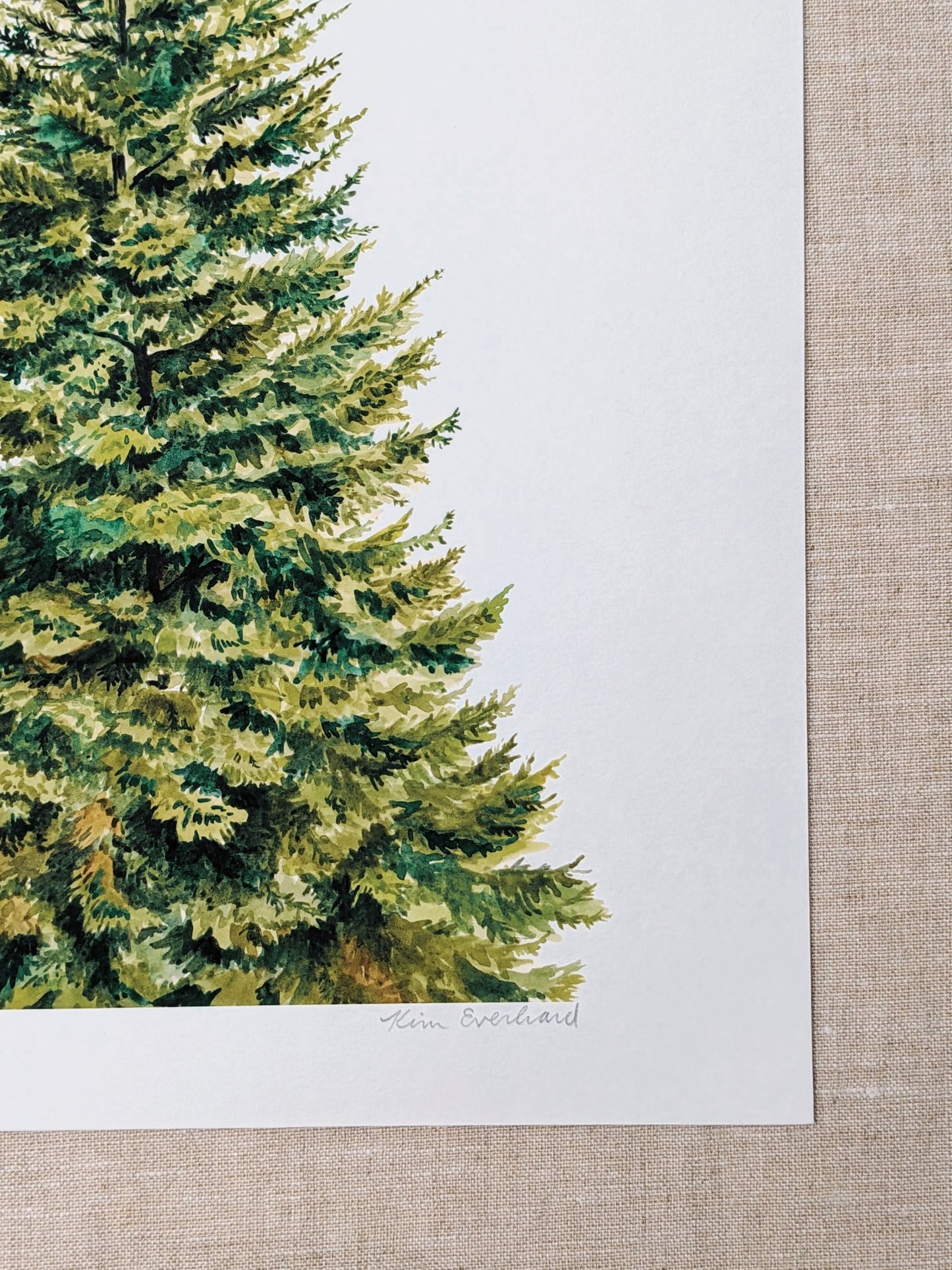 Balsam Tree - Fine Art Print - Kim Everhard Art