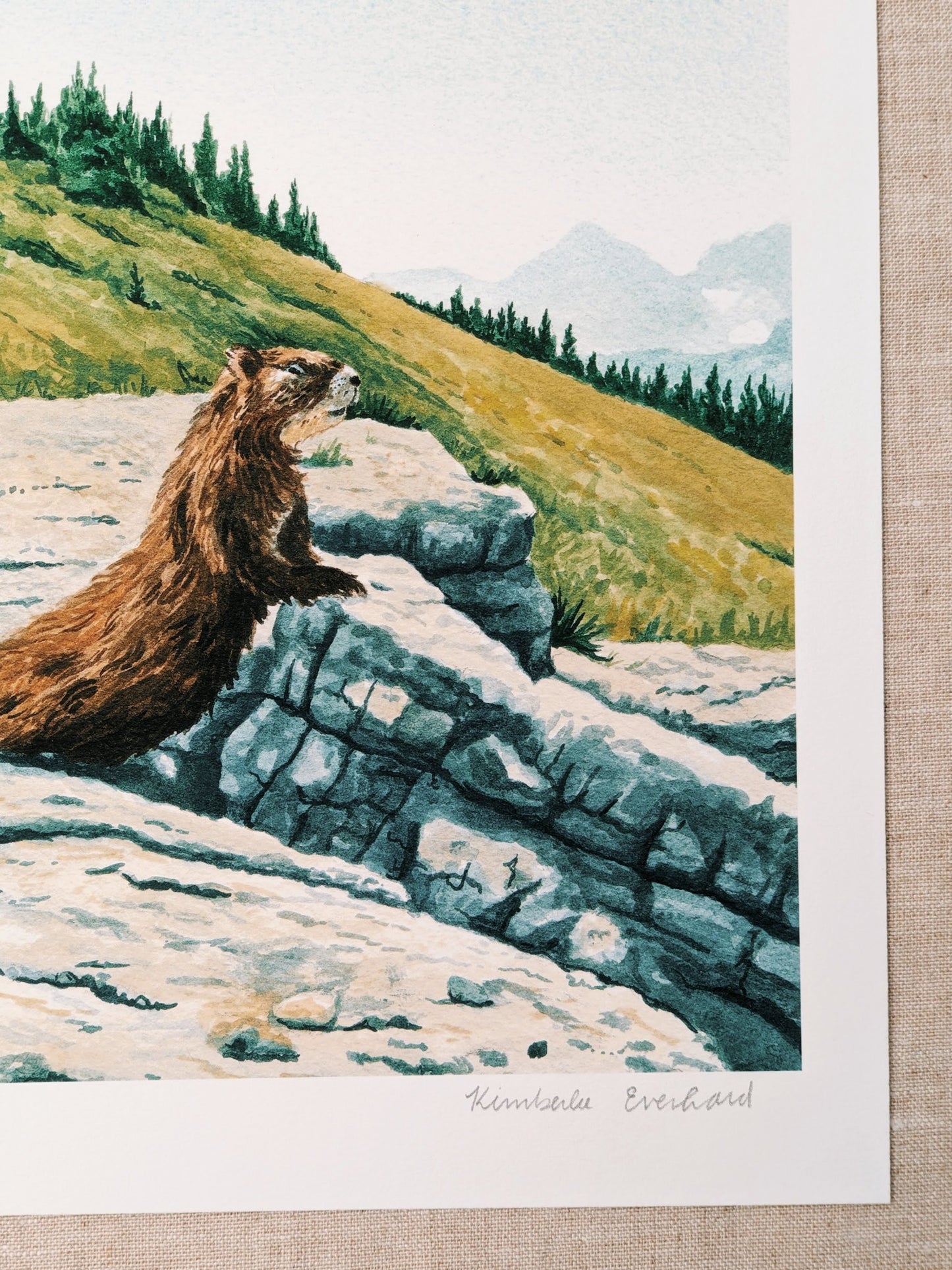 Marmot in Grand Teton - Fine Art Print - Kim Everhard Art