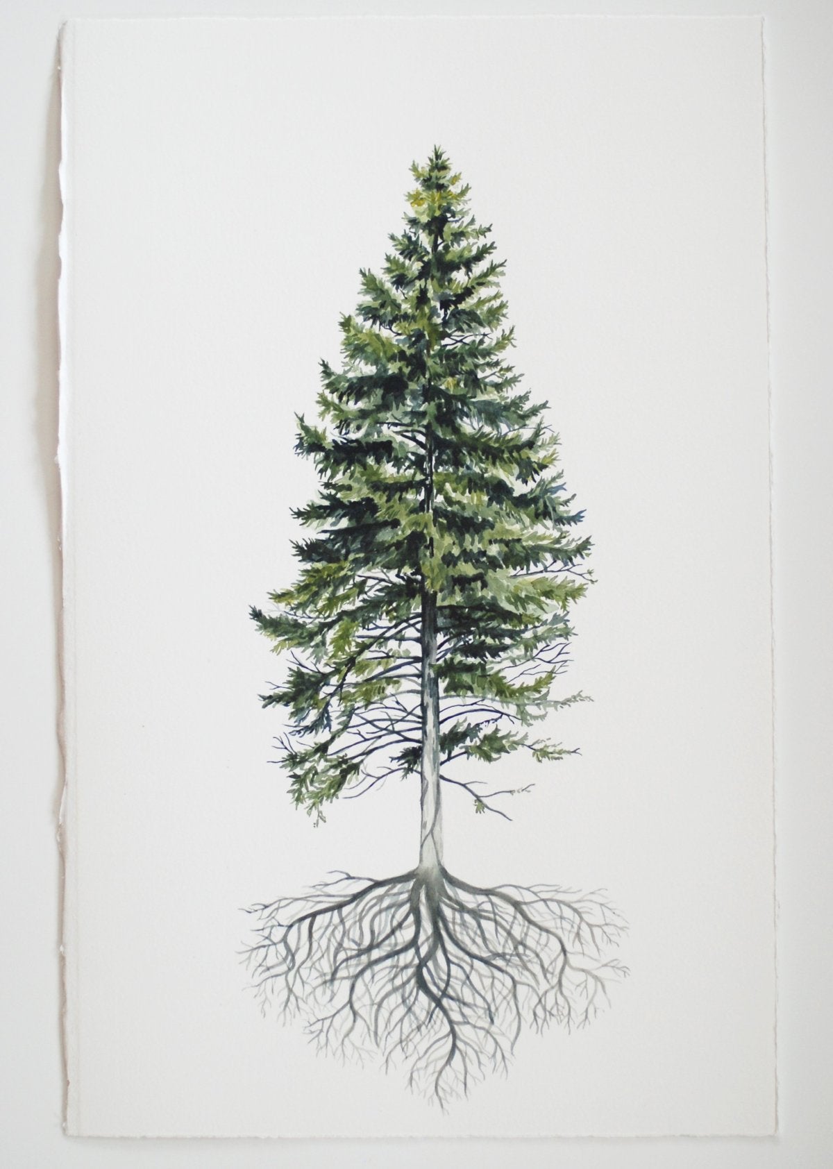 pine tree roots drawing