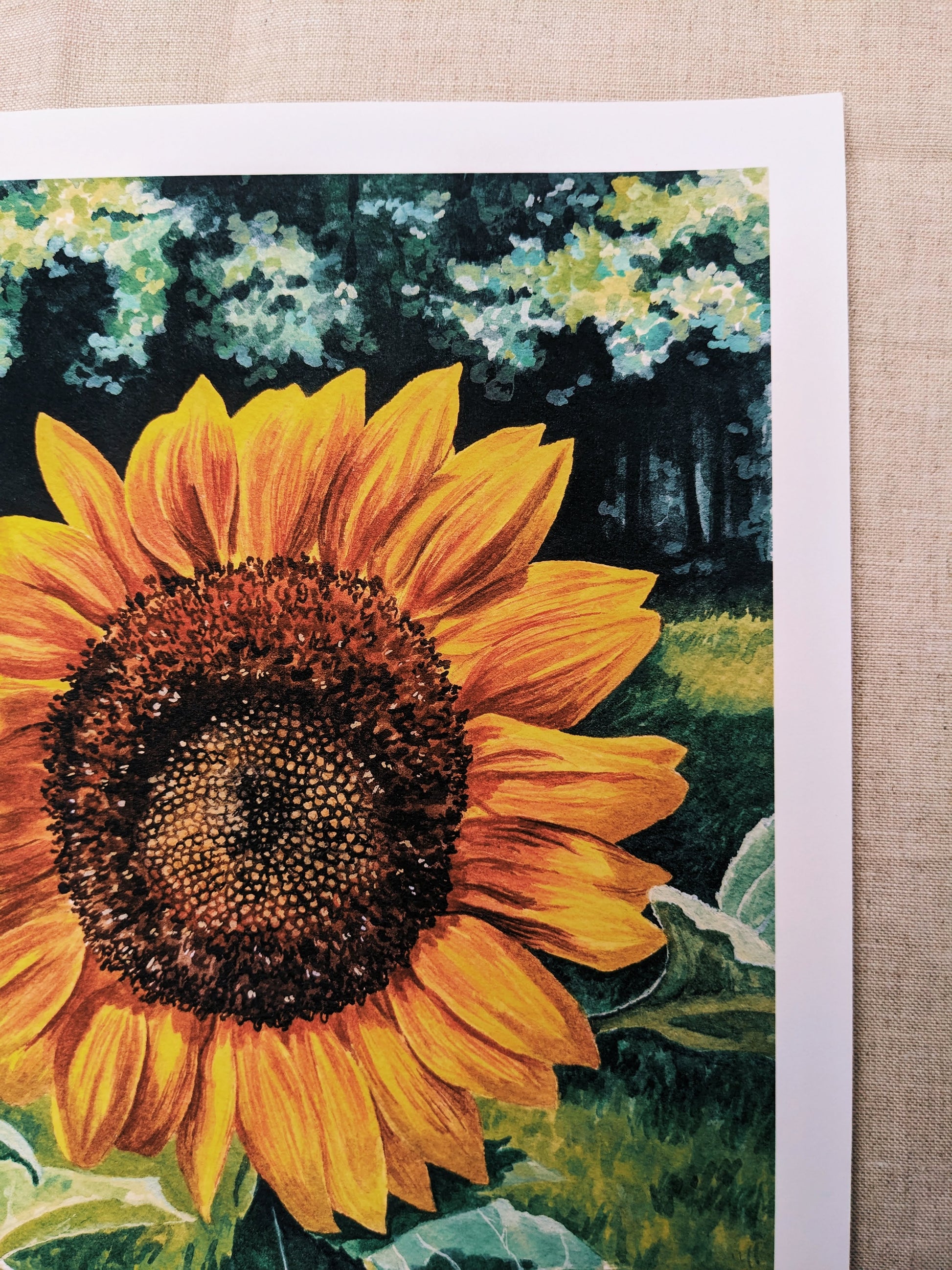 Sunflower | Fine Art Print - Kim Everhard Art