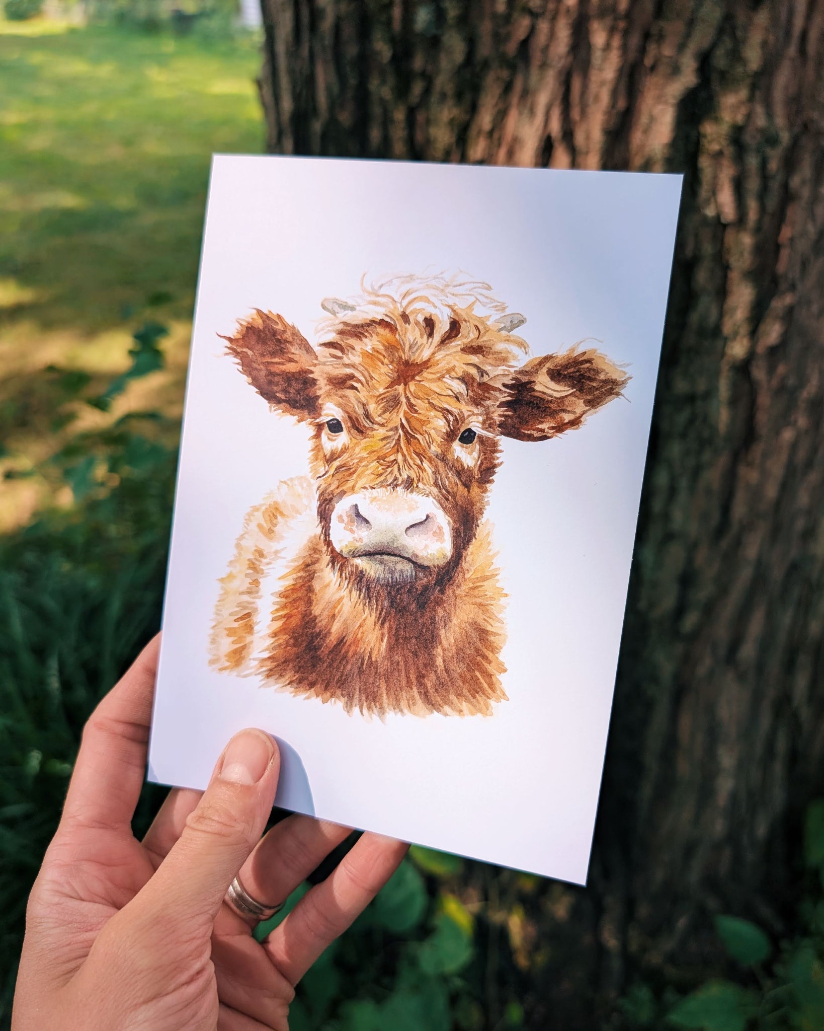 Highland Cow - Greeting Card
