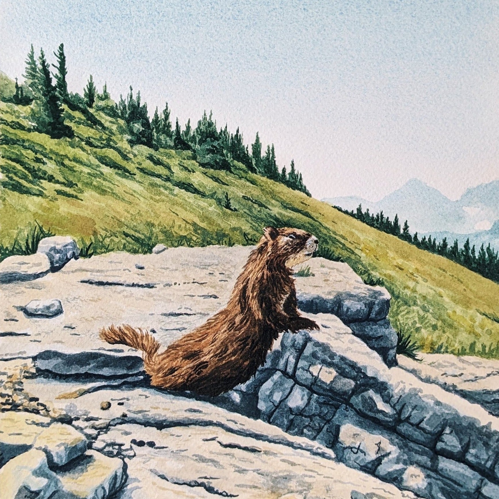 Marmot in the Tetons - Original Watercolor - Kim Everhard Art