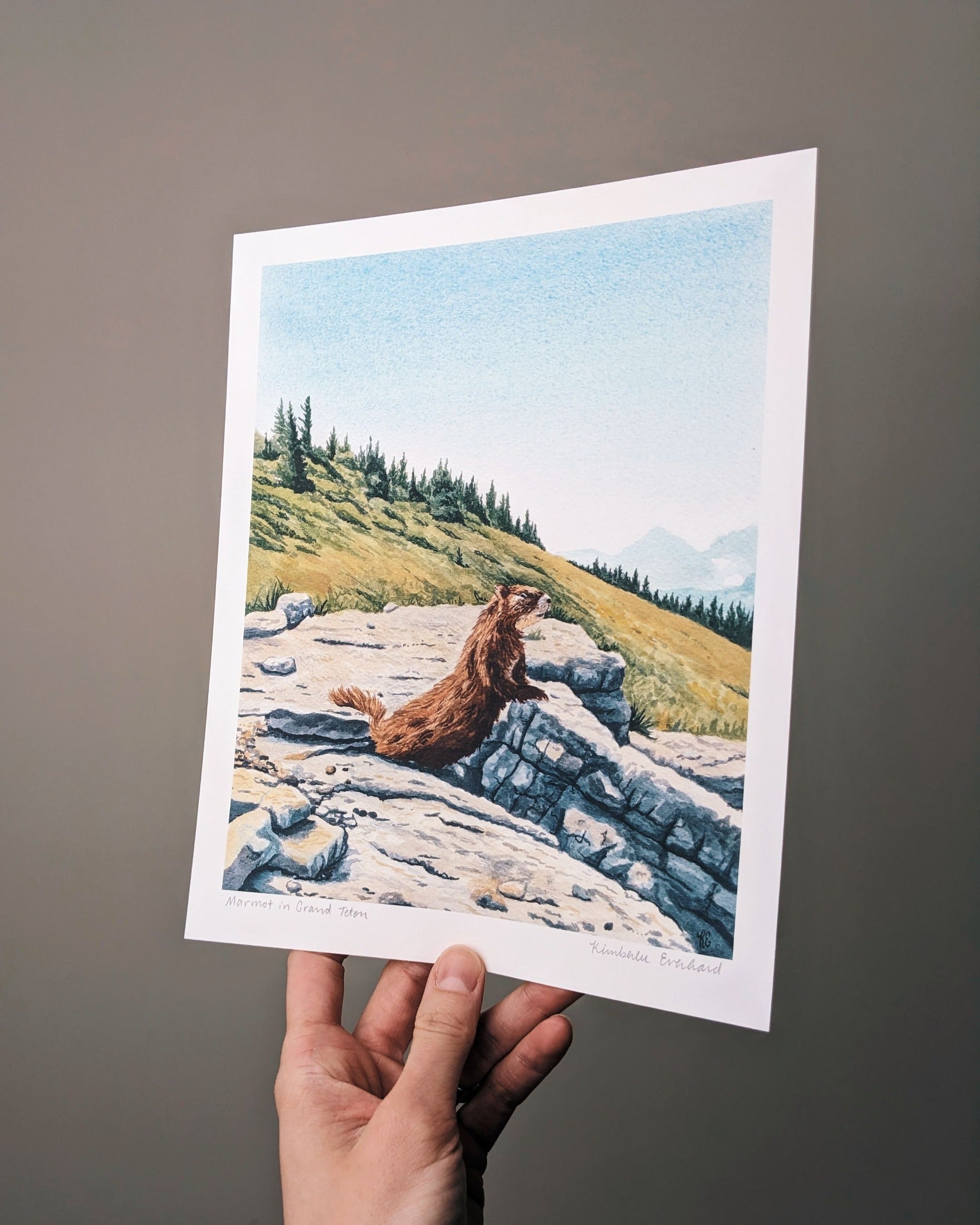 Marmot in Grand Teton - Fine Art Print - Kim Everhard Art