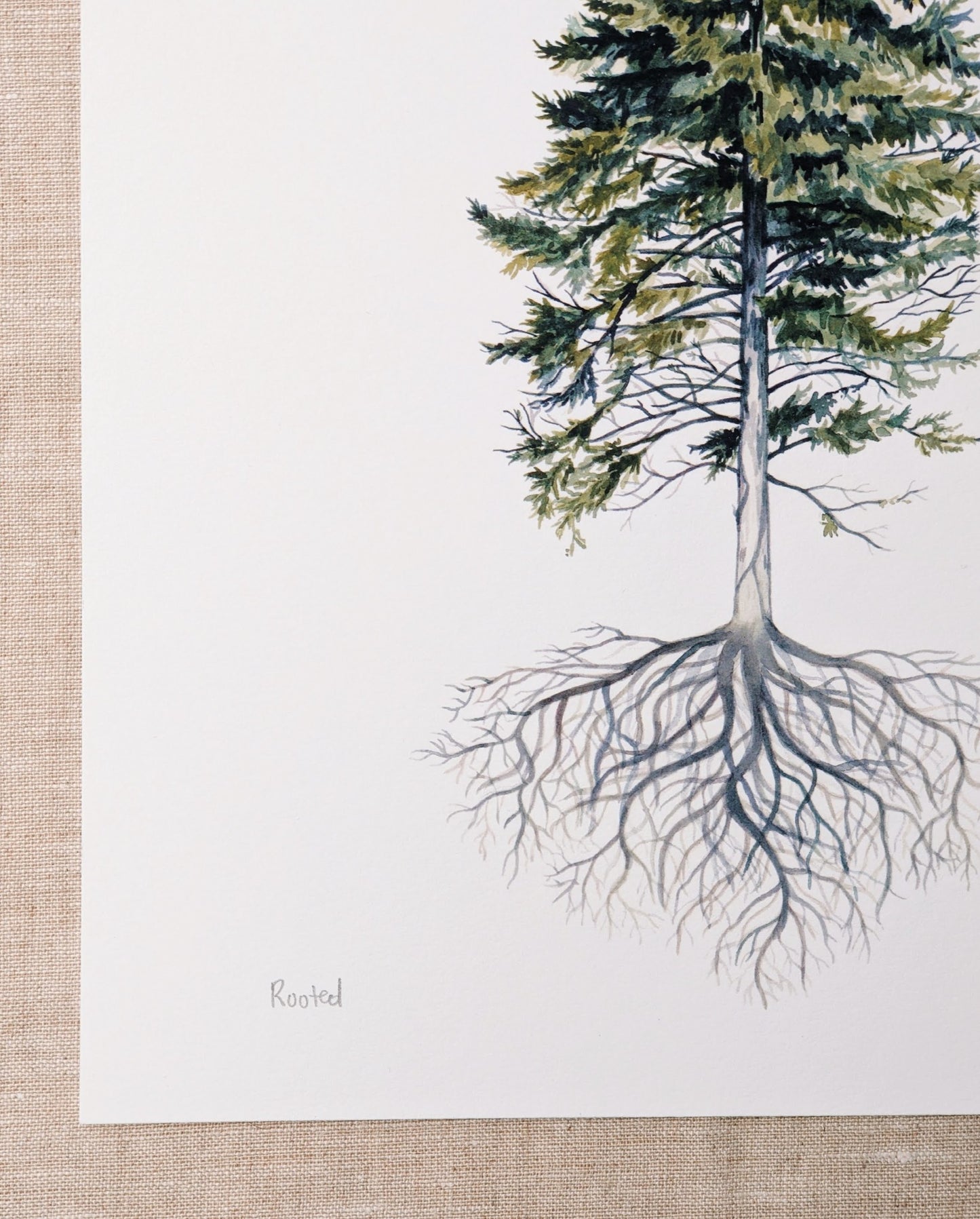 Rooted Pine Tree - Art Print - Kim Everhard Art