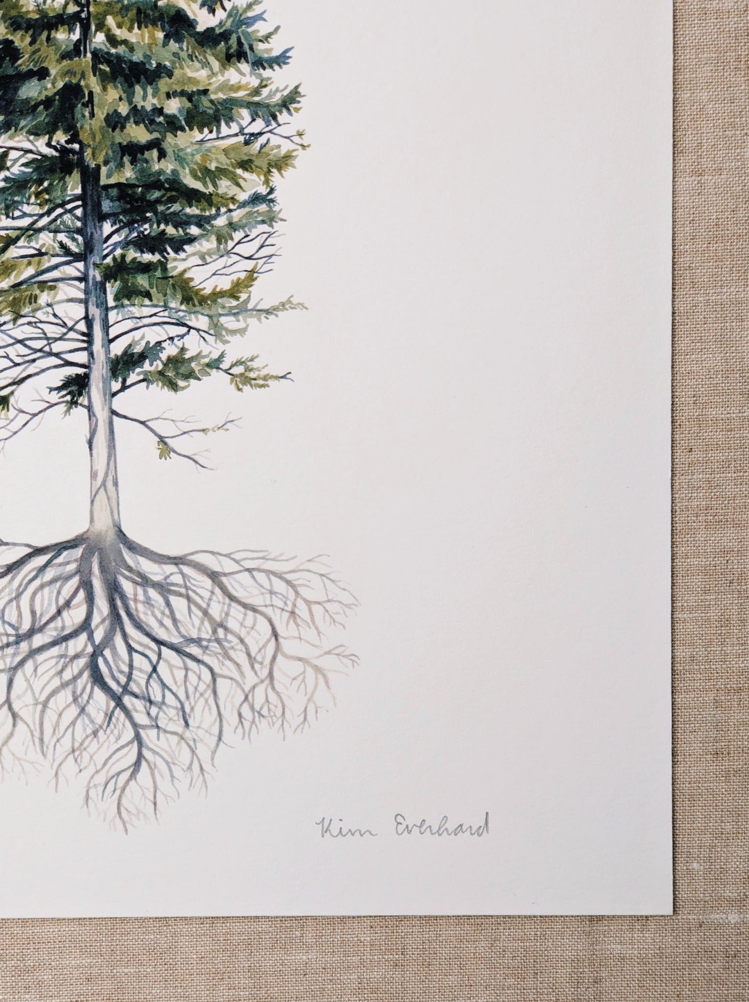 Rooted Pine Tree - Art Print - Kim Everhard Art