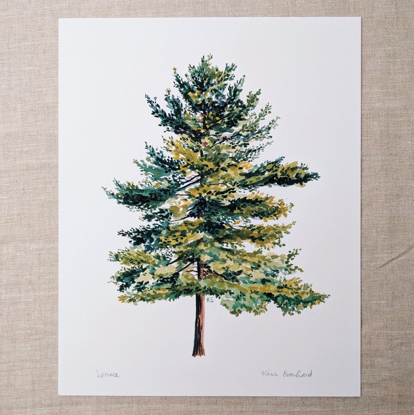 Spruce Tree - Art Print 8 x 10 - Kim Everhard Art