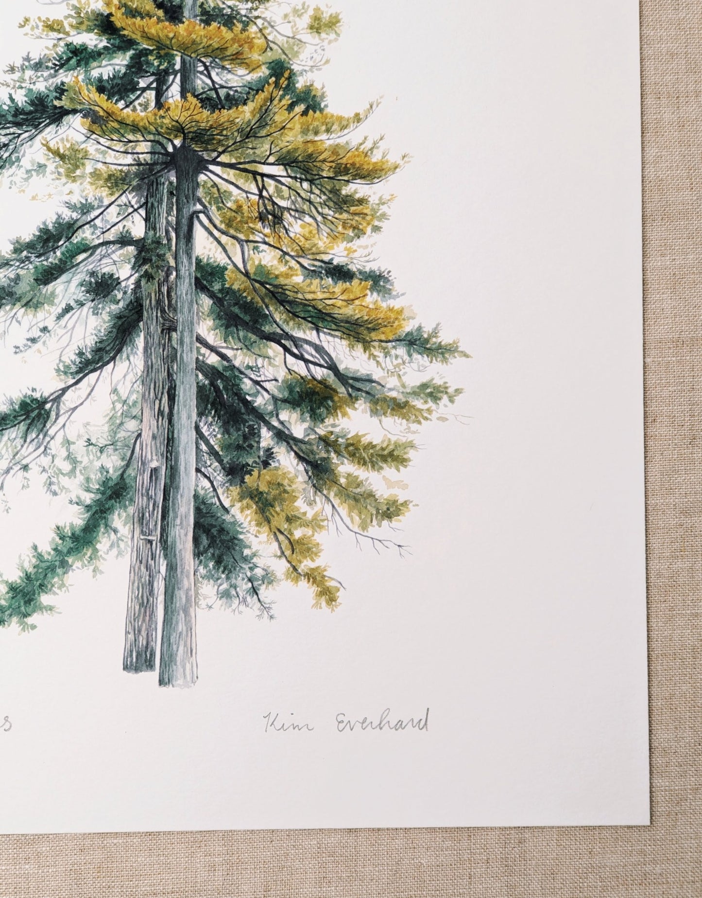 Pair of Pines - Fine Art Print - Kim Everhard Art