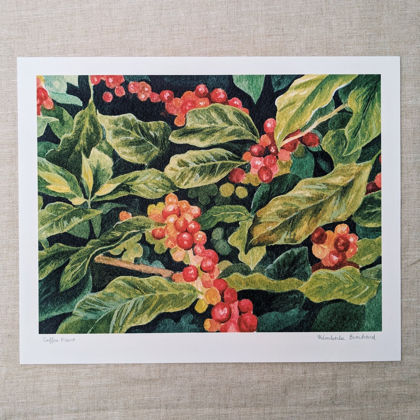 Coffee Plant - Fine Art Print - Kim Everhard Art