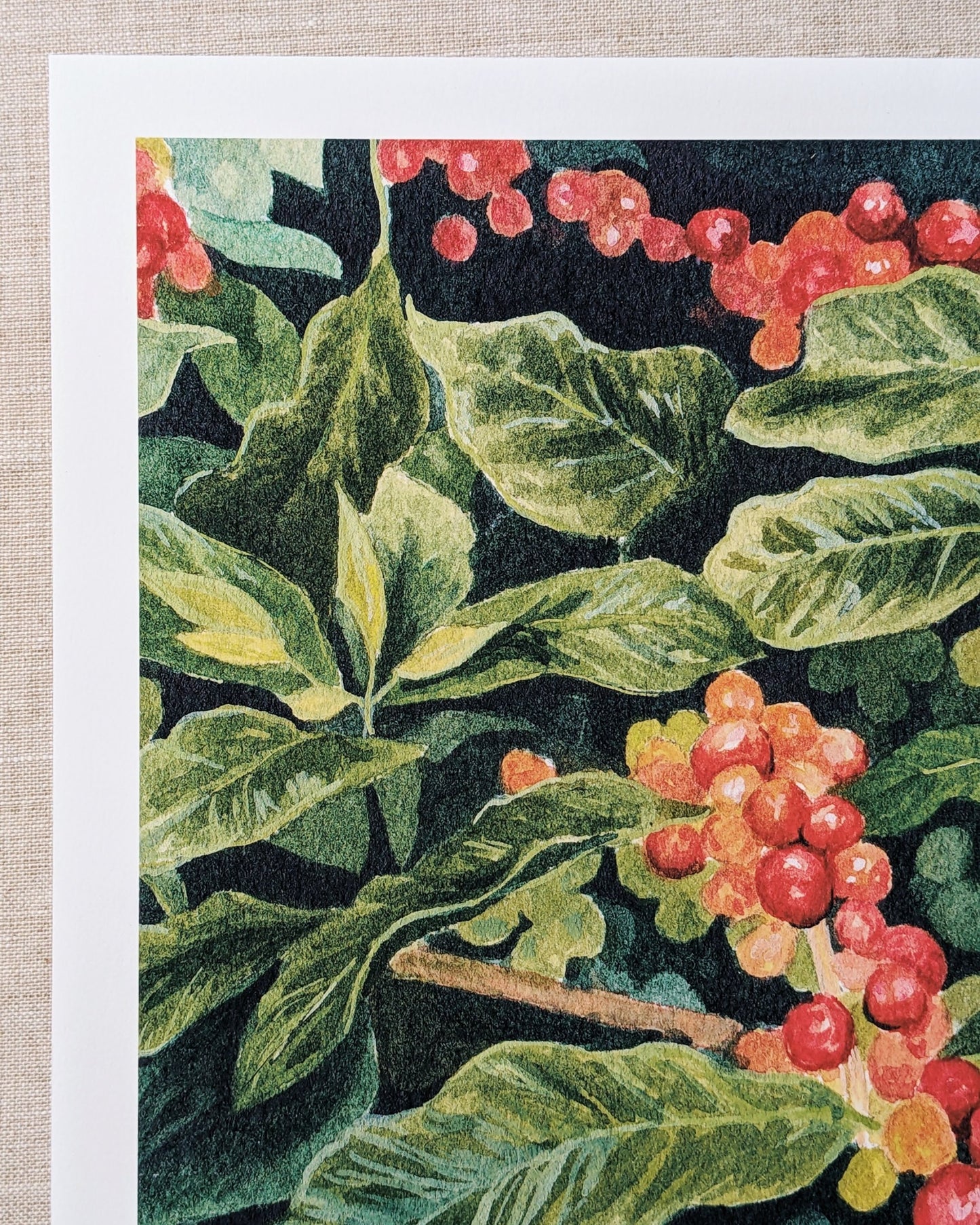 Coffee Plant - Fine Art Print - Kim Everhard Art