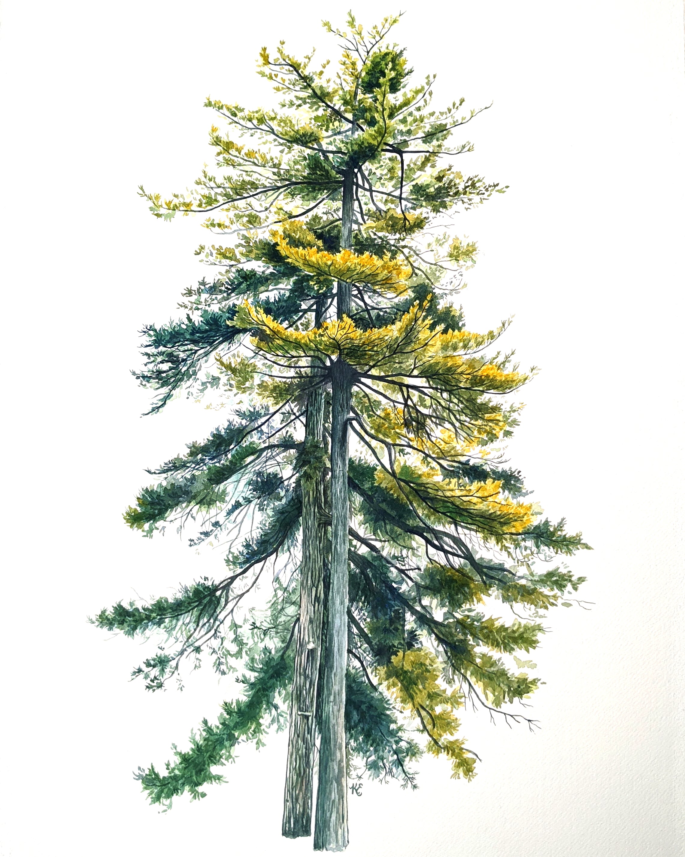 Pair of Pine Trees - Original Painting - 18x24" - Kim Everhard Art