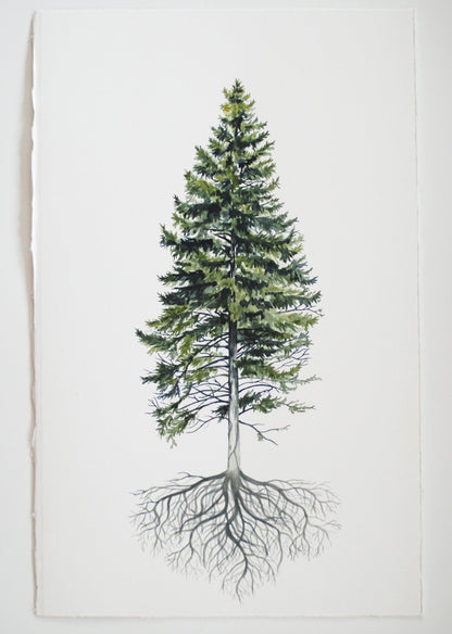 Rooted Pine - Original Painting - 12x18" - Kim Everhard Art
